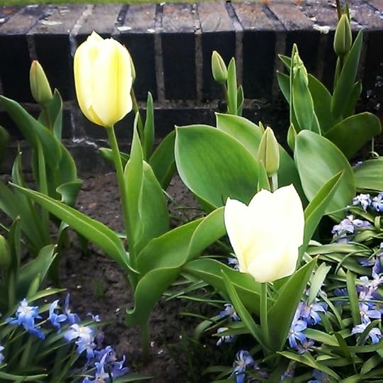 Tulips and blue flowers