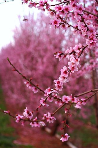 beautiful apple blossoms....waiting for spring: 