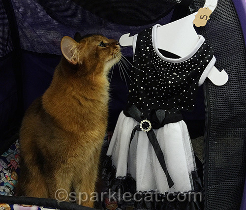 somali cat checks out new black and white cat dress