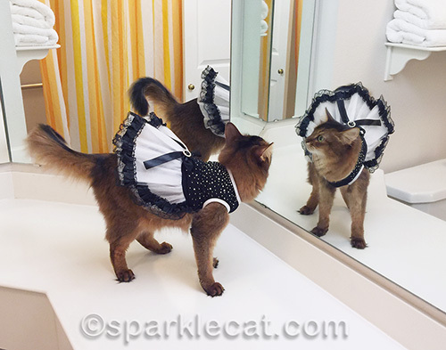 somali cat tries on her new black and white dress