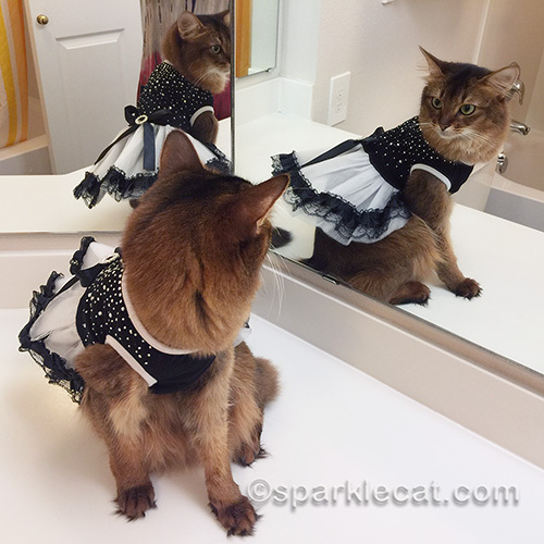 somali cat in black and white dress, checking herself out
