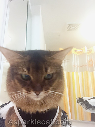 somali cat sets up bathroom selfie