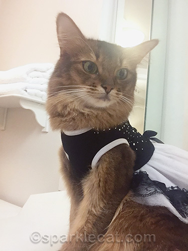 somali cat poses for selfie in hotel bathroom