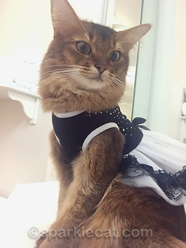 Somali cat in a dress strikes a pose for a bathroom selfie