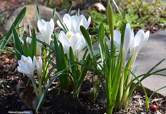 Crocus vernus Jeanne d Arc copyright Shawna Coronado Side View