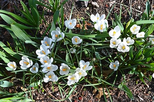 Crocus vernus Jeanne d Arc copyright Shawna Coronado