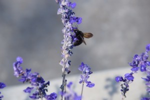 Photo by John Morgan