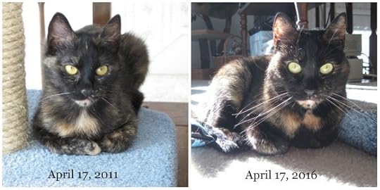 cat-adoption-anniversary