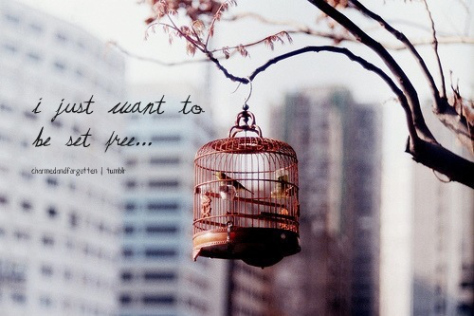 bird-birds-cage-desire-fly-Favim.com-270889