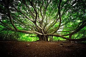 Courtesy Plant Wisdom.com