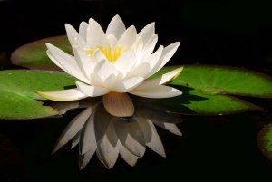 gallery-white-water-lily