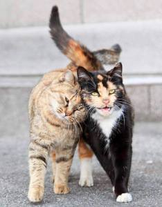 Cats