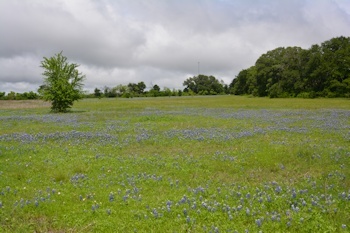 Bluebonnets-west-grass-4-18-2016