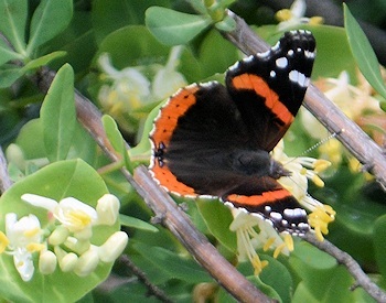 Red-Admiral-on-Limestone-Honeysuckle-4-18-16