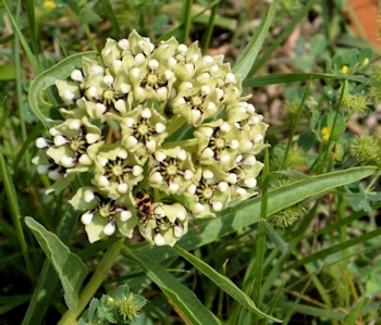 Green-antelope-horns-milkweed-4-18-16