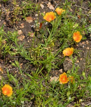 Stiff-stem-prairie-flax-4-18-2016