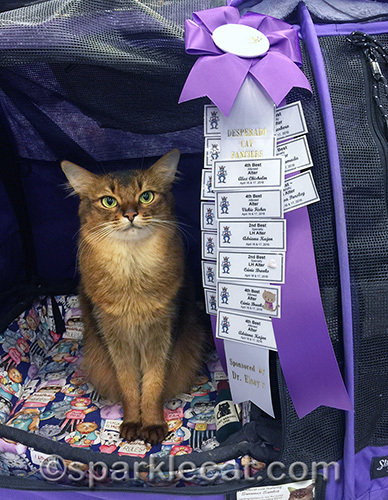 somali cat with her TICA show ribbon at the Phoenix pet expo
