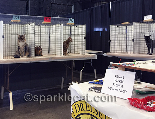 Altered cats in TICA judging ring at Phoenix pet expo