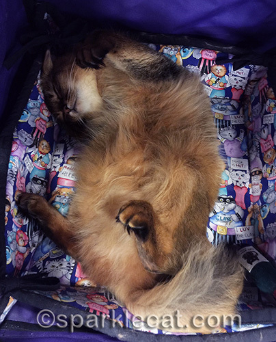 somali cat taking a nap during the Phoenix pet expo