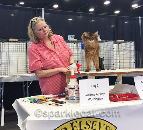 Tajhara Summer Samba being judged by TICA's Melissa Parsley