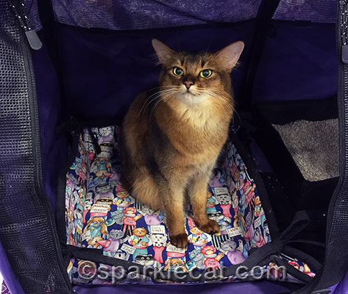 Somali cat hanging out in her benching cage between judging rings at a cat show