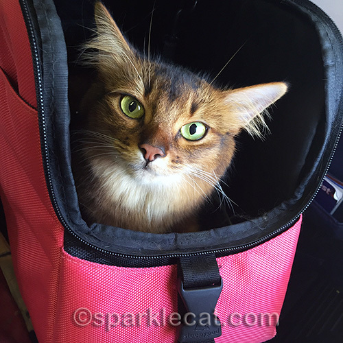 somali cat in carrier on a trip