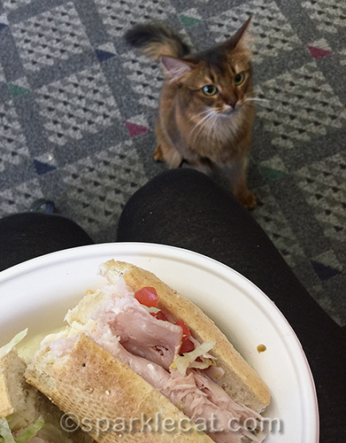 somali cat staring at smoked turkey sandwich