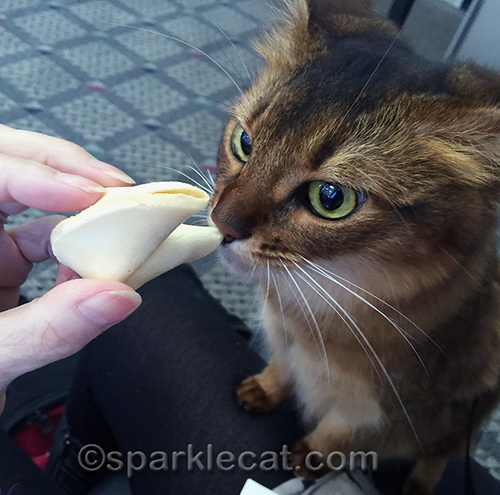somali cat sniffing a fortune cookie