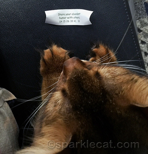 somali cat reads her fortune