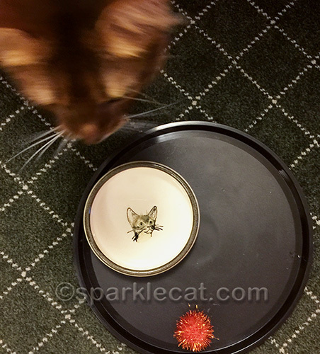 somali cat puts toy on her food tray