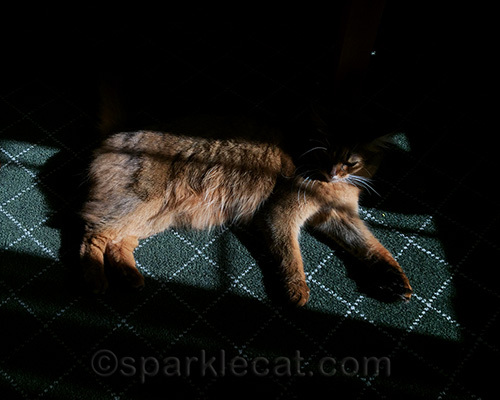 somali cat enjoys hotel room sun puddle