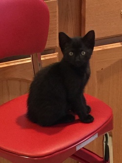 For the Love of Kittens