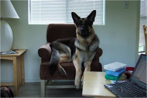 German shepherd queen