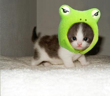 cutest-kitten-hat-ever-13727-1238540322-17
