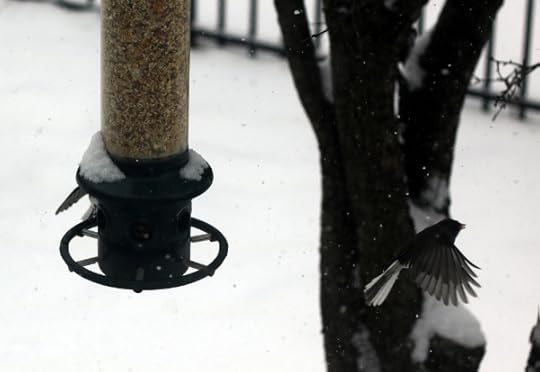 Birds at the feeder in the snow.