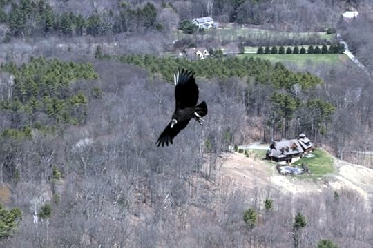 Turkey vulture from Thacher Park.
