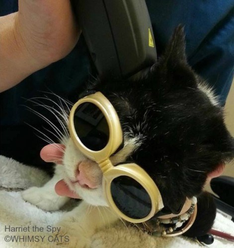 laser-therapy