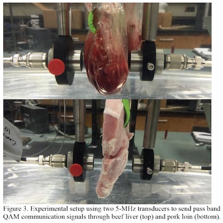 pork-transmission