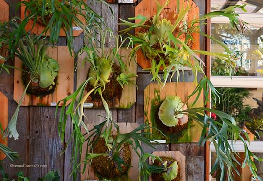 Flora Grubb Staghorn Fern Photo copyright Shawna Coronado