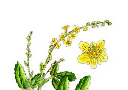 agrimony