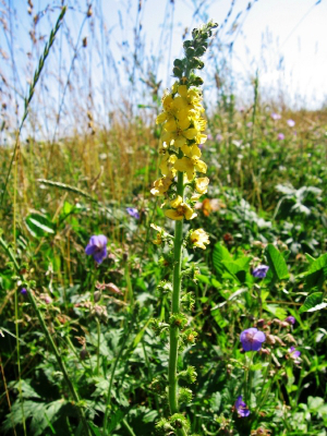 agrimony, Herb, acrimony, Herbal Plant, Herbal Medicine,