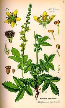 agrimony_herb_img