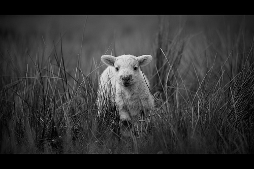 lost lamb
