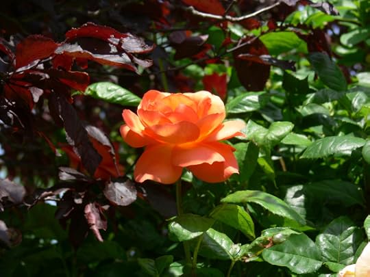 photos apr to july 2012 035