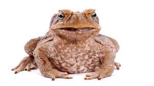 Toad