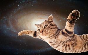 Space cat