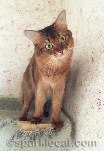 playful somali cat in cat tree
