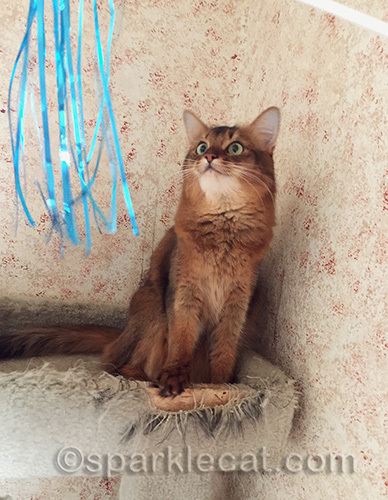 somali cat looks at cat toy streamers
