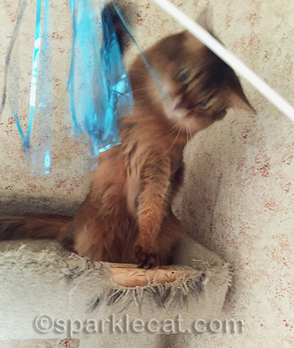somali cat bats at cat toy streamers