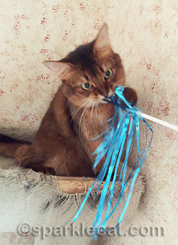 somali cat biting cat toy streamer